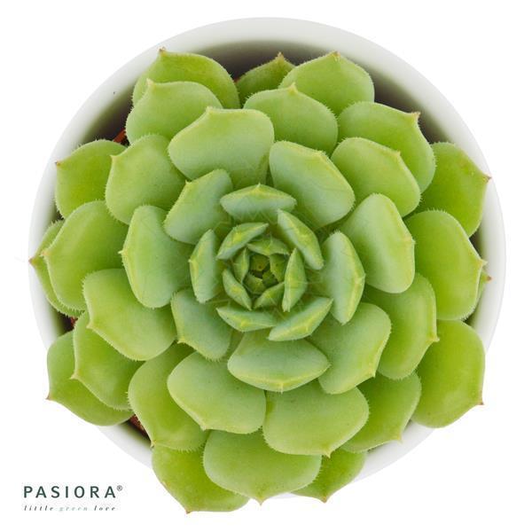 Enchanté Echeveria, 5 Stück