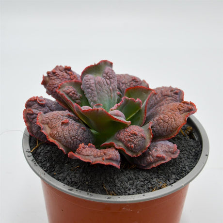 Echeveria Dick Wright - 13cm