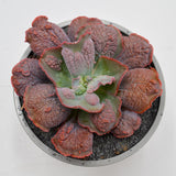 Echeveria Dick Wright - 13cm