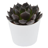 Echeveria Echoc - 6cm