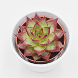 Echeveria Electra - 8,5cm