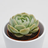 Echeveria elegans - 5,5cm