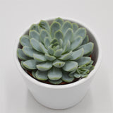 Echeveria elegans - 8,5cm