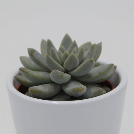 Echeveria Estrela - 6cm