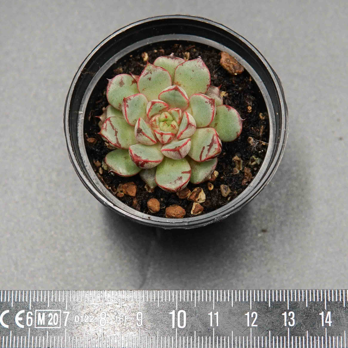 Echeveria Firework