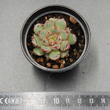 Echeveria Firework