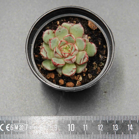 Echeveria Firework