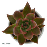 Enchanté Echeveria, 3 Stück