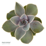 Enchanté Echeveria, 3 Stück
