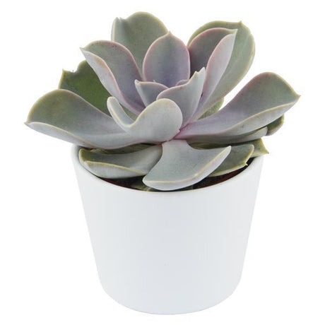 Echeveria Perle von Nürnberg - 6cm