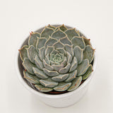 Echeveria sp. Gilo, Hidalgo - 8,5cm