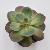 Echeveria Green Pacific - 14cm