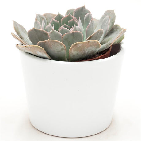 Echeveria Grey Prince - 9cm