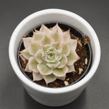 Echeveria halbingeri f. variegata - 6cm
