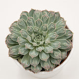 Echeveria Hearts Choice (Gilo x Raindrops) - 10,5cm