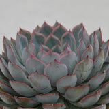 Echeveria Hercules - 10,5cm