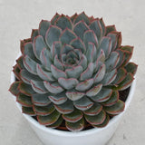 Echeveria Hercules - 10,5cm
