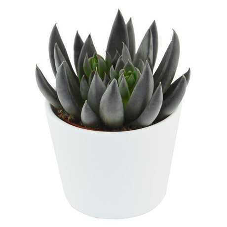 Echeveria affinis - 6cm