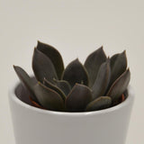 Echeveria Joost - 5,5cm