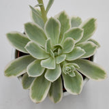 Echeveria Lemon Rose f. variegata - 10,5cm