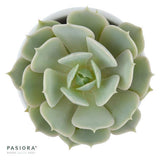 Echeveria Lola - 5,5cm