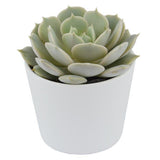 Echeveria Lola - 5,5cm