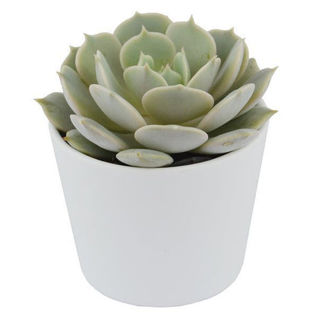 Echeveria Lola - 5,5cm