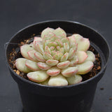 Echeveria Macadamia