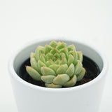 Echeveria Malgan x Queen - 6cm