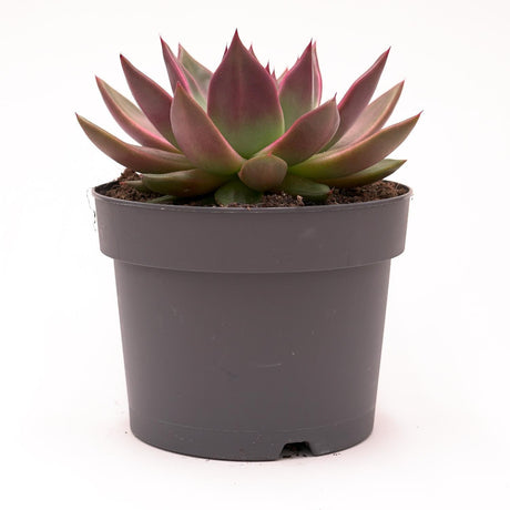 Echeveria agavoides Mars - 17cm