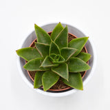 Echeveria Mexicana - 8,5cm