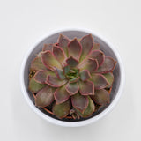 Echeveria Mina - 8,5cm
