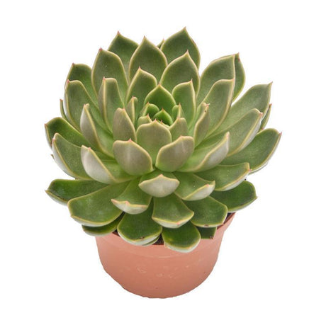 Echeveria Mira - 10,5cm