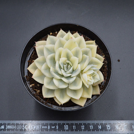 Echeveria Moon Fairy f. variegata