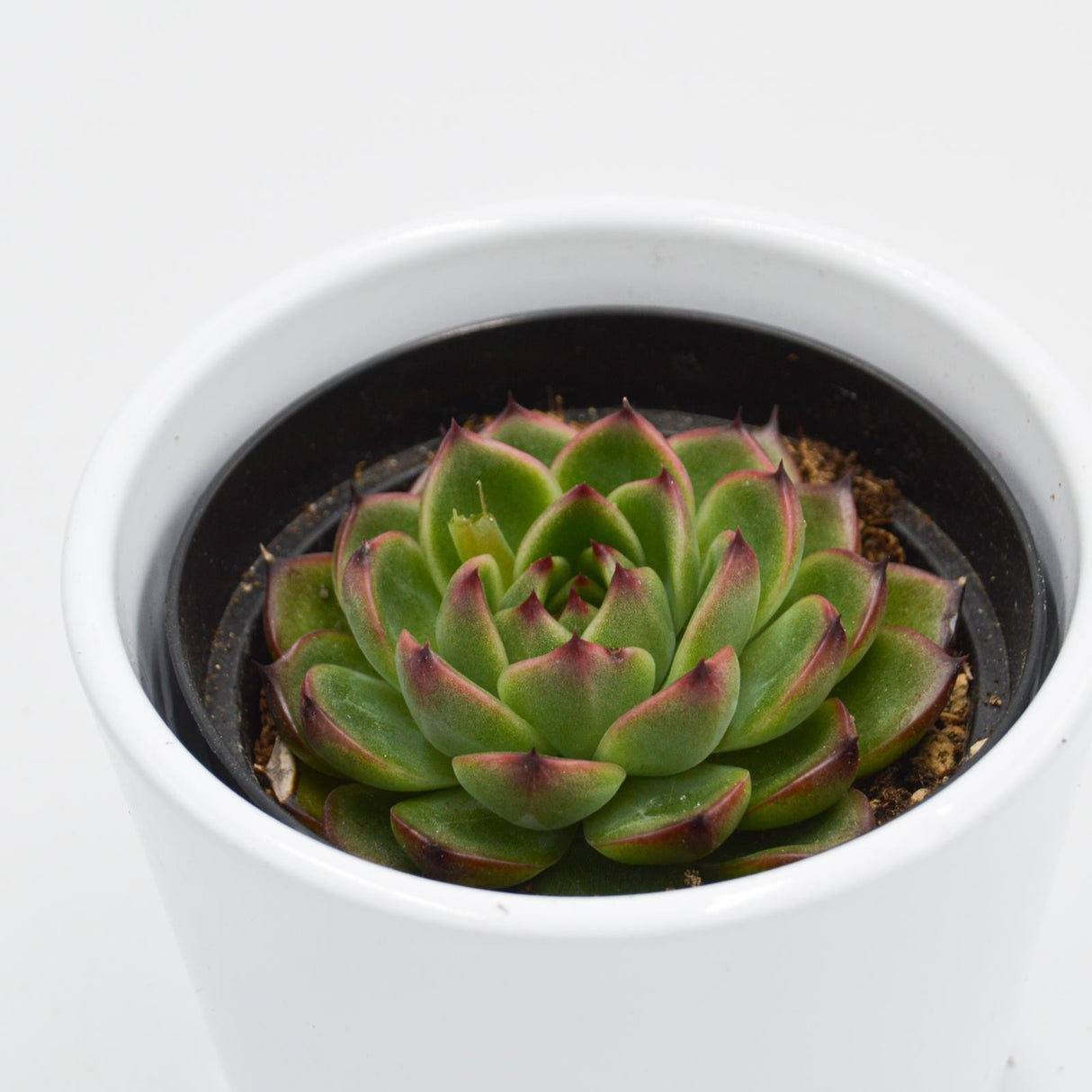 Echeveria Moon Stone - 9cm
