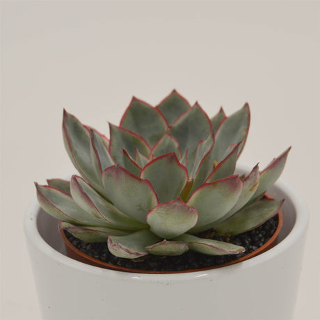 Echeveria Moonshine - 8,5cm