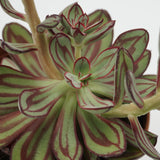Echeveria nodulosa - 14cm