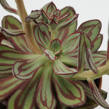 Echeveria nodulosa - 14cm