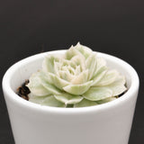 Echeveria Onslow f. variegata - 6cm