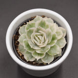 Echeveria Onslow f. variegata - 6cm