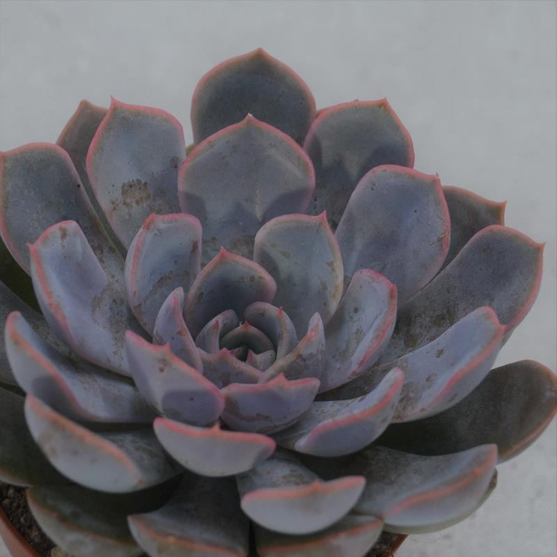 Echeveria Orion - 8,5cm