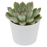 Echeveria pulidonis - 6cm