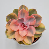 Echeveria Rainbow - 10,5cm