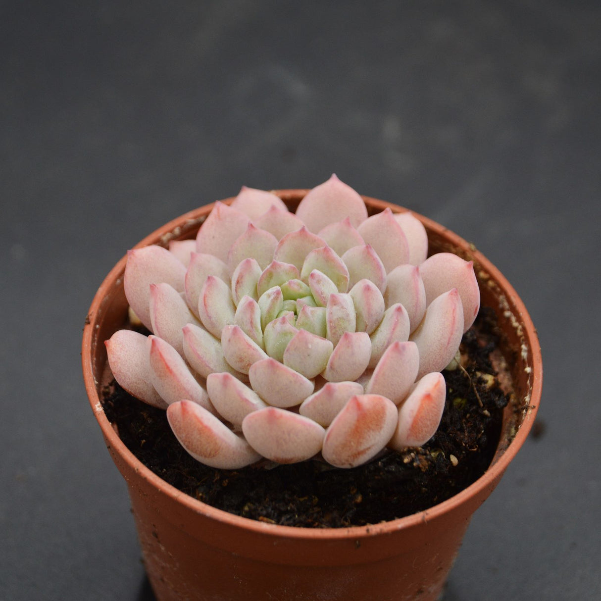Echeveria Red Snow