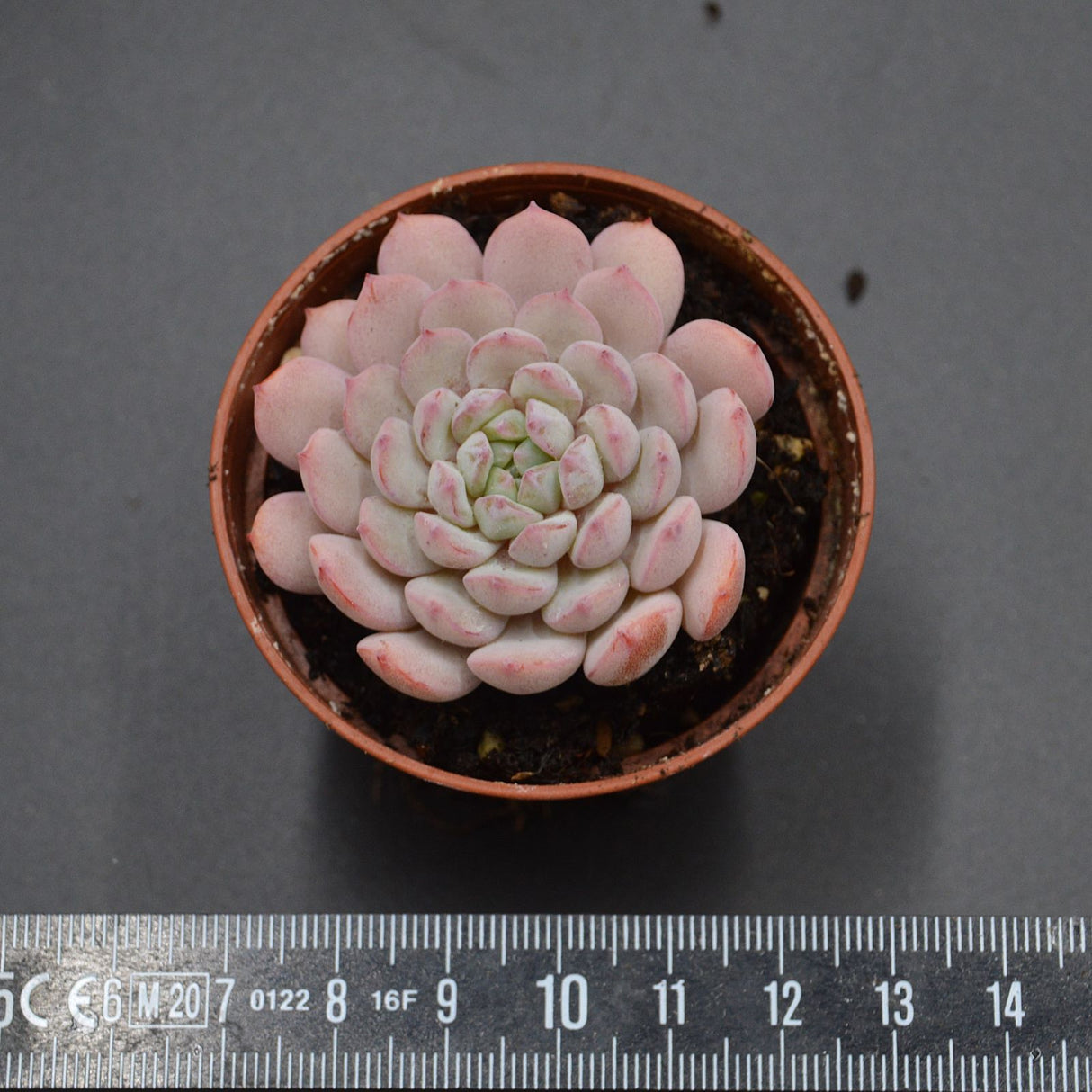Echeveria Red Snow