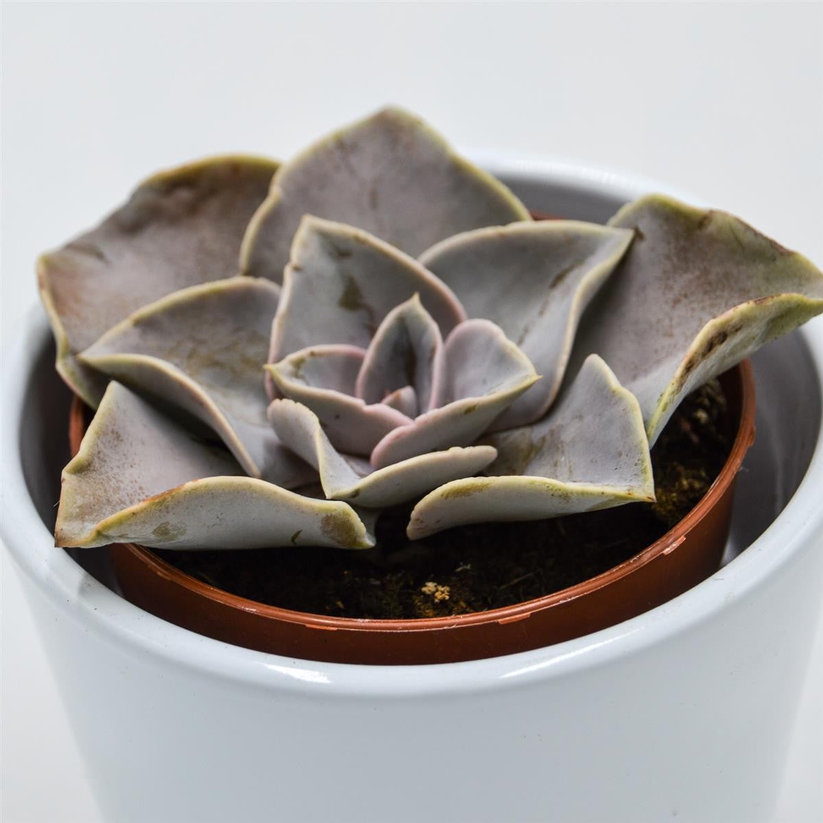 Echeveria rodolfi x botero - 8,5cm