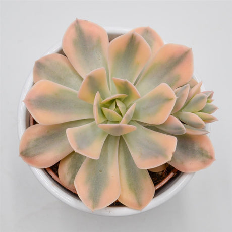Echeveria runyonii f. variegata - 10,5cm