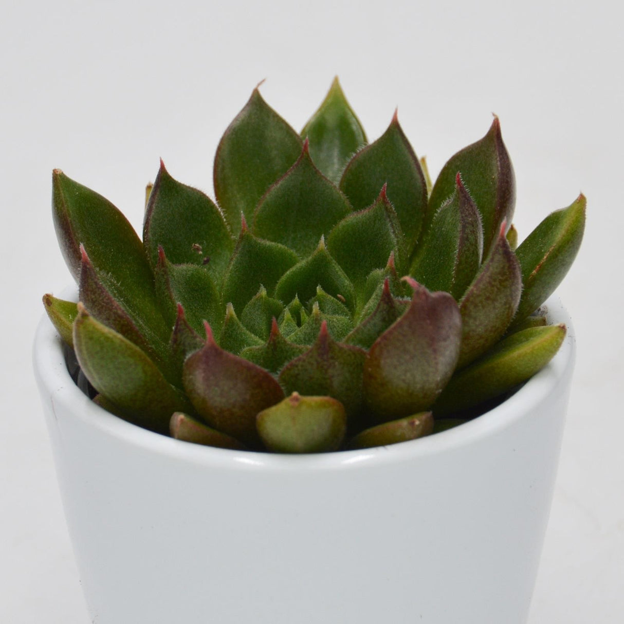 Echeveria setorum Victor - 6cm