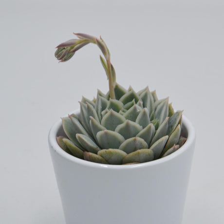 Echeveria Silent Moon - 6cm