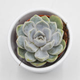 Echeveria Snow Bunny - 5,5cm